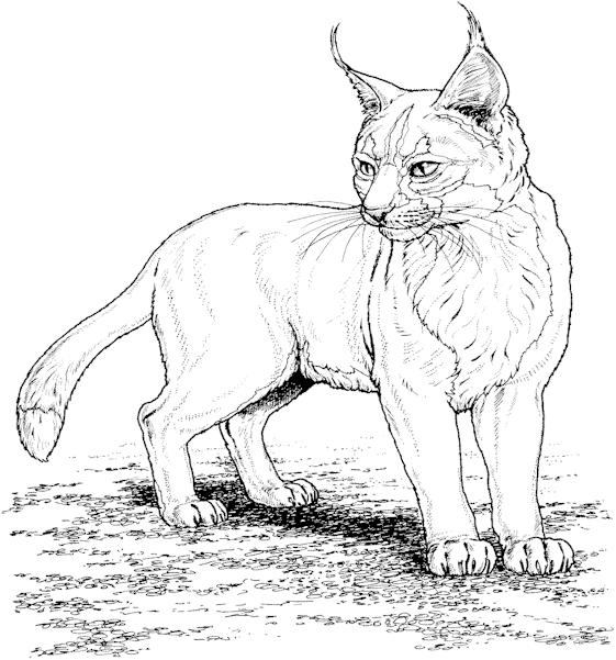 coloriage joli lynx